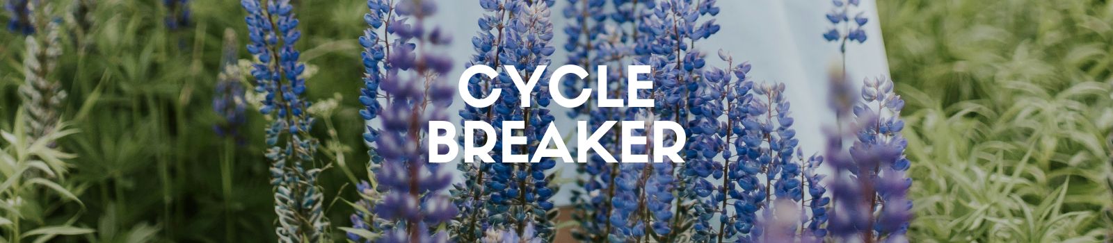 Headerbild zur Seite Cycle Breaker Frauenkreis in Hannover September 2025 mit Suzanne Frankenfeld. Auf dem Bild zu sehen sind nah ran gezoomte lila Wildblumen in einem Feld. Schrift im Bild: Cycle Breaker.